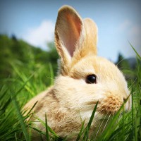 /album/l-l-junior-life-by-stiranszki-h/photolia-a03-jpg/